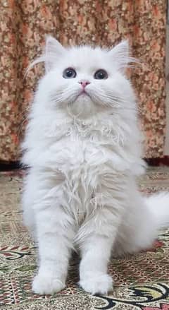 White Persian Male cat super condition