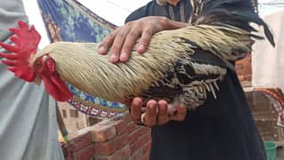 Murghi