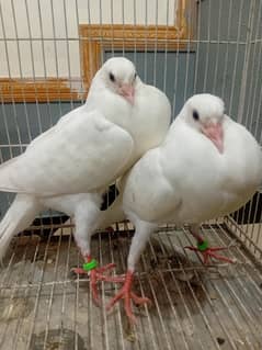 Pigeon   chicks