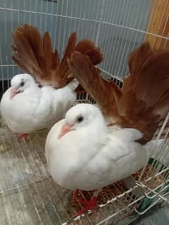 Pigeon  redtail  chicks
