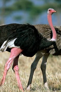 ostrich chicks