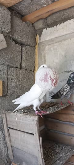 breeder female