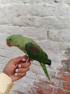 kashmiri raw parrot