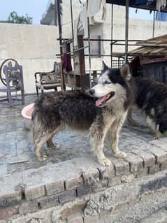 Husky pair
