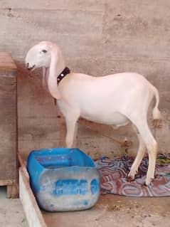 larkana dumba ha 4month ka ha