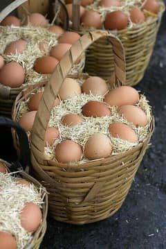 "Anday Ghar ke – 100% Desi Organic Eggs | Health & Taste Guaranteed"