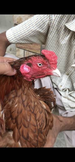Pure mianwali zero size murgha