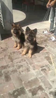 German shepherd puppies Double Coatmy WhatsApp number 03001868066