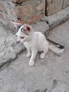 Persian kittens for sale