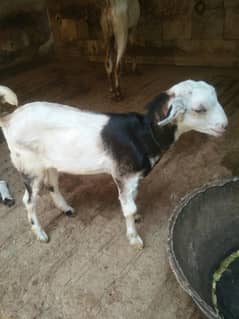 Bakri with Male kid