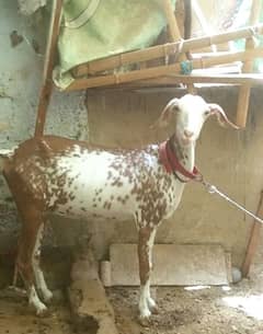 Bakri