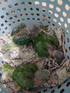 GREEN RINGNECK CHICKS FOR SALE