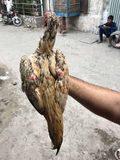 Pakistan aseel trios