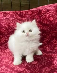 Persian beautiful cat for sale my WhatsApp number 0325-74-52-678