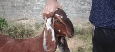 Kheeri