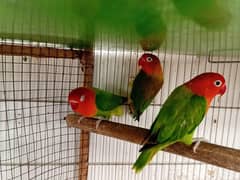 Green opline breeder pair with 1 chick
