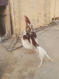 Aseel Breader