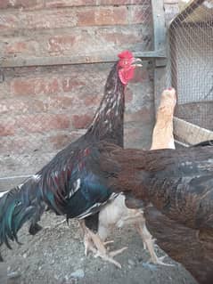Aseel murga/murgi (pair) for sale