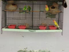 Love bird and budies pait with cage