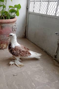 pigeons///frill back top quality female for sale