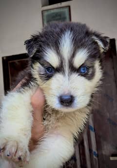Siberian