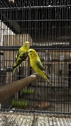 Black Wing Budgies Pair