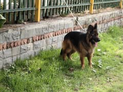 Pedigree