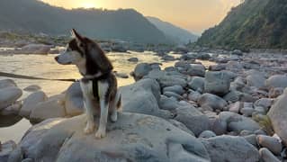 Siberian Huskies