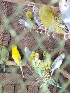 budgies available 7 pairs