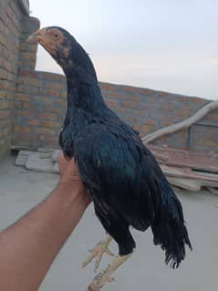 Aseel Mushkil Madi with chicks