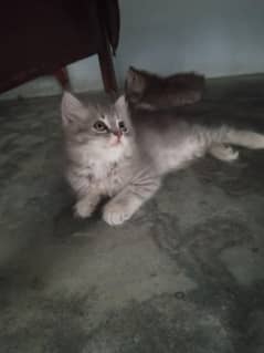 parsian