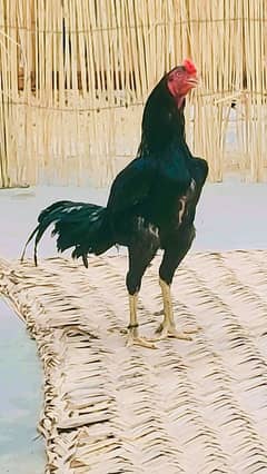 high quality mushka black long height nasli murgha