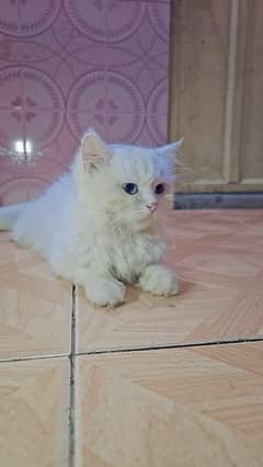 white cat with blue eyes fully active  triple coated
