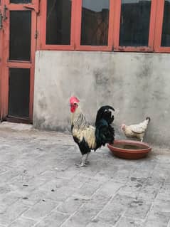 DESI MURGHA