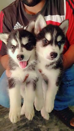 Siberian husky male/ female puppies available for sale