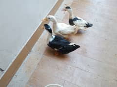Duck for sale