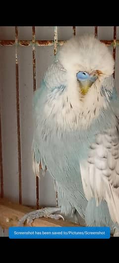 Exhibition Male available