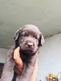 labrador puppies