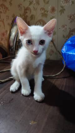 White Pershien Cat Cross
