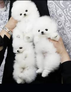 Pomeranion