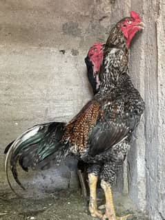 Shamo for sale