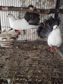 Fancy pigeons