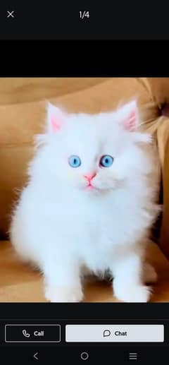 Persian kitten | Triple| Fluffy kitten 03317047936 WhatsApp