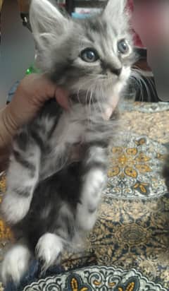 persian