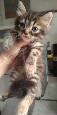 persian kittens adoption