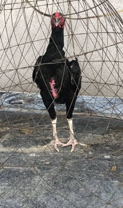 Pure aseel murga or murgi for sale black murgi ande de rhi ha