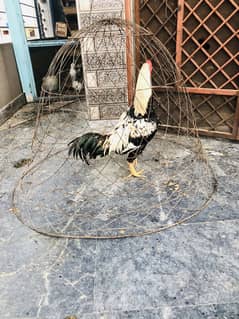 Pure aseel murga or murgi for sale black murgi ande de rhi ha