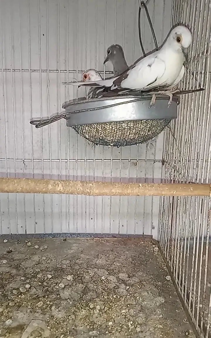 Diamond Pied dove and silver pied dove