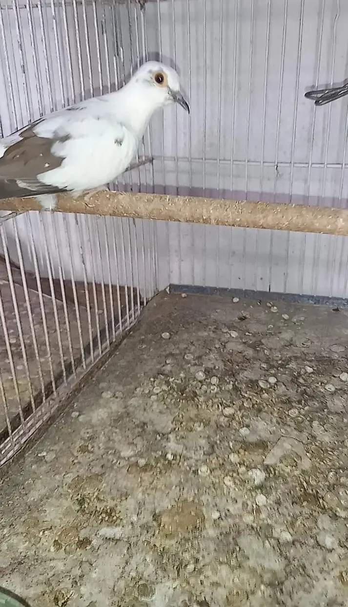 Diamond Pied dove and silver pied dove — photo 2