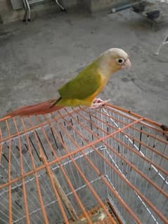 Conure Parrot